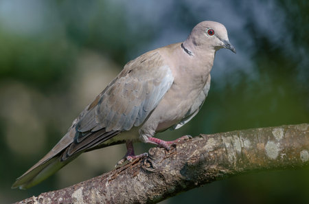 Eurasian Collared Dove (Streptopelia decaocto) perched on old branch with moss and lichens in green orchardの写真素材