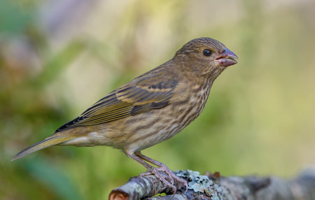Young common rosefinch (Carpodacus erythrinus) perched in shadow at close distanceの写真素材