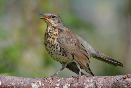Young Fieldfare thrush (turdus pilaris) sings his song on lichen covered branch in hazy sunny dayの写真素材