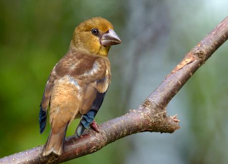 Young hawfinch (coccothraustes coccothraustes) perched on a twig with backview and clean summer backgroundの写真素材