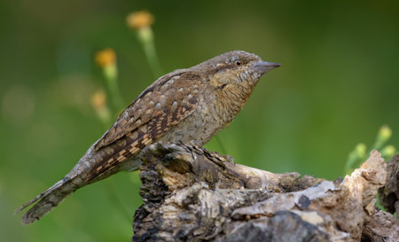 Eurasian wryneck (jynx torquilla) sitting on an old aged perch in very soft light at spring time...