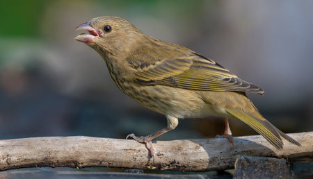 Young common rosefinch (Carpodacus erythrinus) perched on small branch at close distanceの写真素材