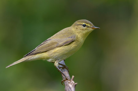 Close shot of Common chiffchaff (Phylloscopus collybita) posing on small dry twig in autumn time with clean green backgroundの写真素材