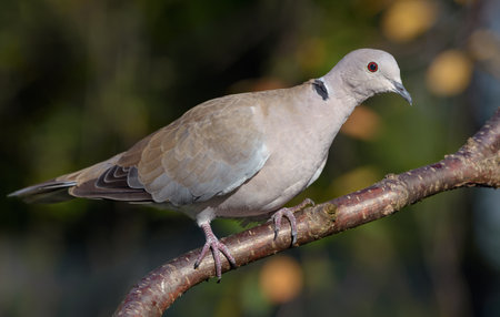Eurasian Collared Dove (Streptopelia decaocto) perched on fruit tree in autumn orchardの写真素材