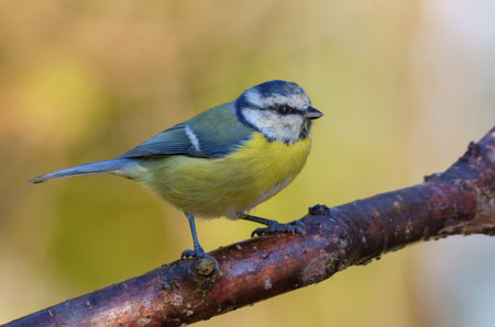 Classic Eurasian blue tit (Cyanistes caeruleus) perched on lichen covered branch with clean autumn backgroundの写真素材