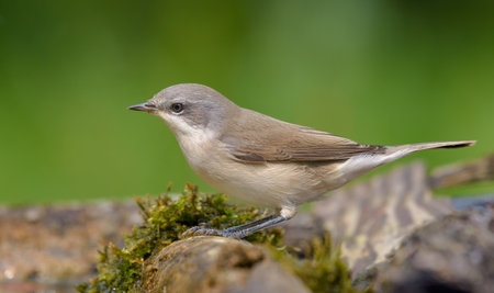 Lesser whitethroat (Curruca curruca) posing near a mossy water pond in sunny summer dayの写真素材