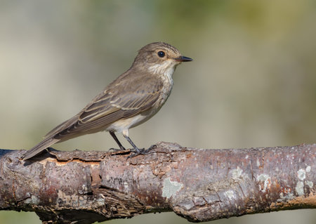 Lonely Spotted Flycatcher (Muscicapa Striata) perched on old lichen branch before migrationの写真素材