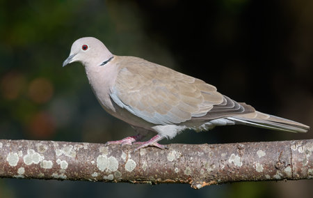 Eurasian Collared Dove (Streptopelia decaocto) perched on lichen covered branch in autumn orchardの写真素材