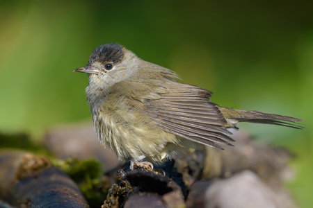 Male Eurasian Blackcap (Sylvia atricapilla) looking calm when drying wet feathers on fallen stickの写真素材