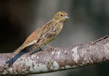 Classy shot of Male Yellowhammer (emberiza citrinella) perched on lichen covered branch with clean backgroundの写真素材