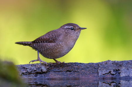 Brave Eurasian wren (troglodytes troglodytes) walks on branch near a water pond on sweet morningの写真素材