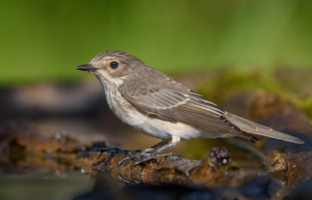 Bright Spotted Flycatcher (Muscicapa Striata) perched on twig near water pond on sunny morningの写真素材