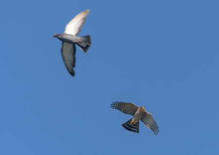 Fast Male Eurasian sparrowhawk (accipiter nisus) chasing pigeon in flight over blue sky - hunter and preyの写真素材