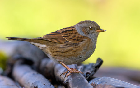 Cute Dunnock (prunella modularis) stands on top of old branches in colorful shadow environmentの写真素材