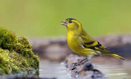 Adult male Eurasian Siskin (Spinus spinus) drinks water sitting on branch in wet mossy place near...