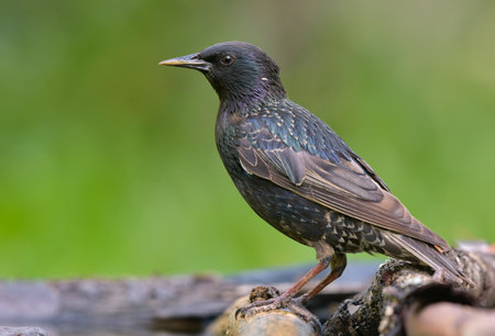 Snining male Common starling (Sturnus vulgaris) looking curiously and posing on wet stumpの写真素材