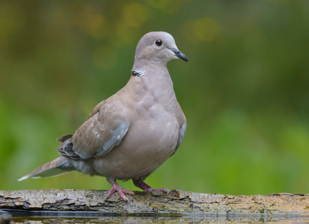 Eurasian Collared Dove (Streptopelia decaocto) perched on the trunk for close portrait shot with green background on cloudy morningの写真素材