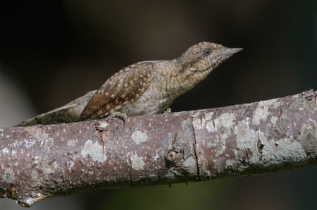 Secretive Eurasian wryneck (jynx torquilla) sitting low on an old lichen perch in face of dangerの写真素材