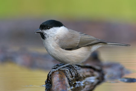 Adult Marsh Tit (poecile palustris) nice perched on small branch near water pond in autumn seasonの写真素材