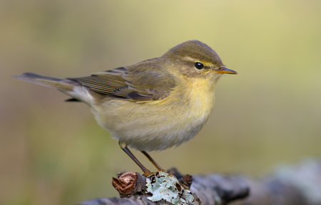 Lovely Common Chiffchaff (Phylloscopus collybita) posing gracefully on lichen covered tree stump in autumn seasonの写真素材