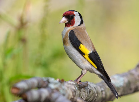 European goldfinch (Carduelis carduelis) perched on lichen covered branch in full plumage beautyの写真素材