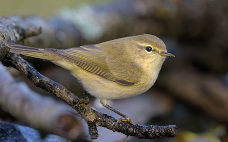 Close shot of Common chiffchaff (Phylloscopus collybita) posing on small dry twig in autumn time with black backgroundの写真素材