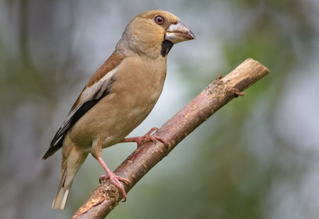 Curious female hawfinch (Coccothraustes coccothraustes) posing in her beauty on a small branch in open forestの写真素材