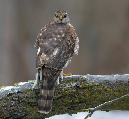 Female eurasian sparrowhawk (accipiter nisus) sits on icy branch as she controls the environment around herself with full head turnの写真素材