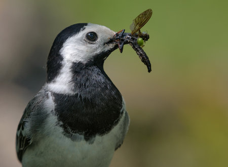 Close portrait of adult White wagtail (motacilla alba) with full beak of caught insects larva and bugs for chicksの写真素材
