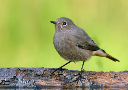 Female Black Redstart (phoenicurus ochruros) close shot of perched bird on fallen tree in autumn migration seasonの写真素材