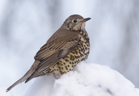 Mistle thrush (Turdus viscivorus) sits in snow on some branch on cloudy and cold winter dayの写真素材