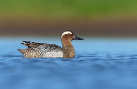 Shining Male Garganey (spatula querquedula) swims on blue vividly colored spring lakeの写真素材