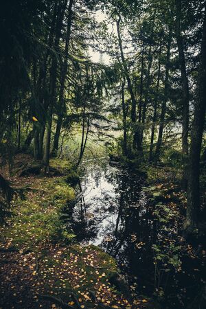Sun reflections in the dark forestの写真素材