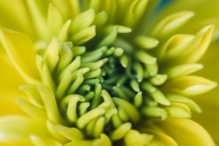 Close up view of the yellow flowerの写真素材