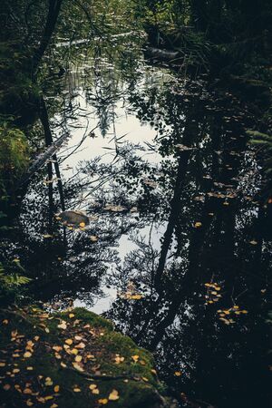 Sky and trees reflection in the water in dark forestの写真素材