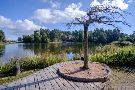 nude tree by the lake in the Sapokka landscaping park Kotka Finlandの写真素材