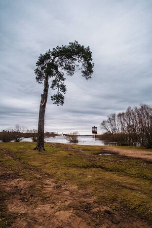 Lonely tree on the lake shore on early spring. の写真素材