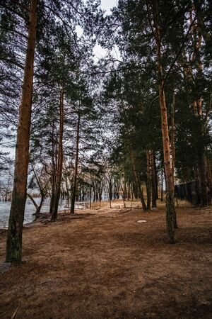 Pine forest in early spring.の写真素材