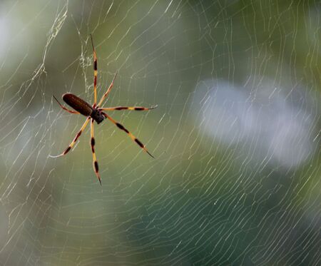 spider in web close upの写真素材