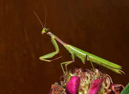 PRAYING MANTIS ON THE BROWN BACKGROUND