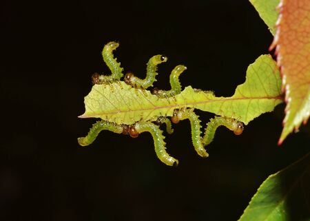 CATERPILLARS TEAM EATING LEAFS ON THE DARK BACKGROUND