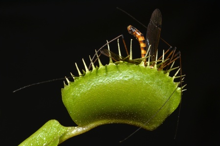 CARNIVOROUS PLANT ENTRAP CRANE FLY IN HER JAWS