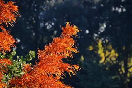 COLORFUL FOLIAGE IN AUTUMN