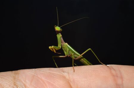 portrait of mantis on the finger