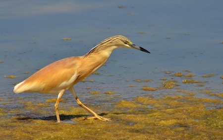 red crested heron hunting preys  in the marshの写真素材