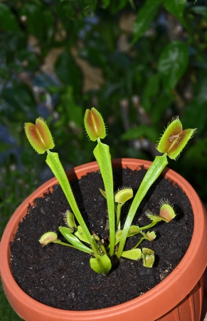 carnivorous plant venus dionaea