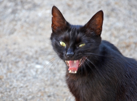 angry black cat の写真素材