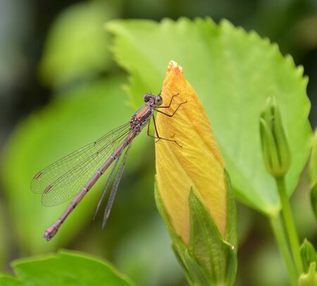 dragonfly on the hibiscus flower budの写真素材