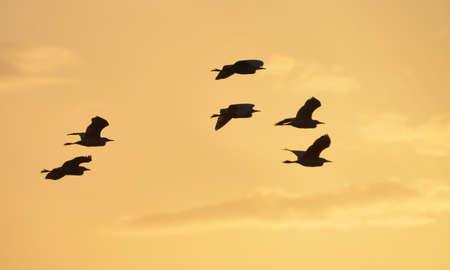 flight of herons flying counter light at sunset