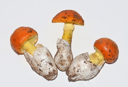 three edible egg-shaped mushrooms on clear backgroundの写真素材
